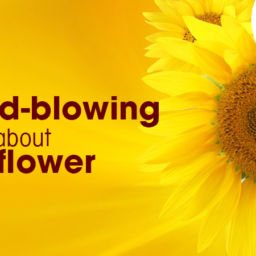 best sunflower oil manufacturers in chennai