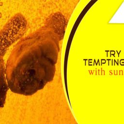 refined sunflower oil in Chennai